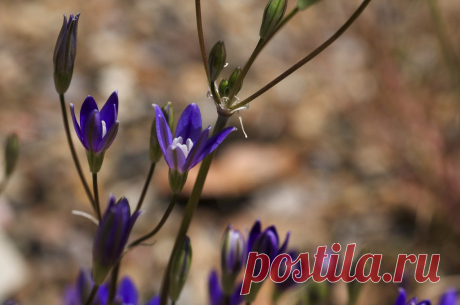 Комнатная бродиэя — роскошные синие акценты в интерьере. Виды. Уход в домашних условиях — Ботаничка.ru