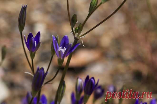 Комнатная бродиэя — роскошные синие акценты в интерьере. Виды. Уход в домашних условиях — Ботаничка.ru