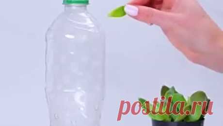 Лайфкаки с растениями