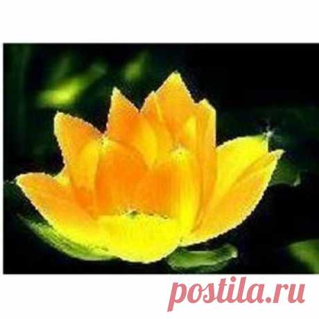 10шт Золотая чаша лотоса Семена - 126 руб.