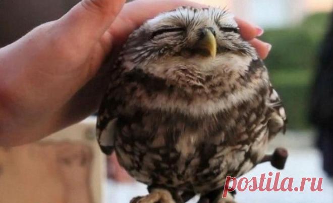 20 фотографий, которыми совы могут гордиться Совы — восхитительные птицы. Их жесты и мимика порой настолько похожи на наши, что в этих птиц невозможно не влюбиться.
Мы собрали для вас 20 фотографий, которыми совы могут гордиться. Ну а мы можем т...