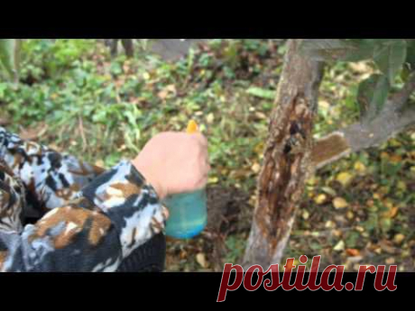 ▶ Когда деревья кричат SOS!!!... - YouTube