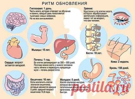 Клетки в организме растут, размножаются, питаются, выполняют защитные функции организма.  Каждый человек должен заботиться    о здоровье своих клеток.  Клетки в организме имеют свой срок жизни, по истечении которого они разрушаются, а им на смену появляются другие. Так происходит обновление тканей и всего организма в целом.