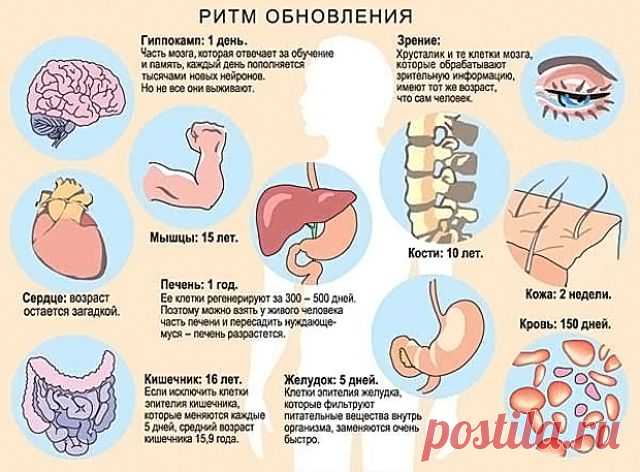 Клетки в организме растут, размножаются, питаются, выполняют защитные функции организма.  Каждый человек должен заботиться    о здоровье своих клеток.  Клетки в организме имеют свой срок жизни, по истечении которого они разрушаются, а им на смену появляются другие. Так происходит обновление тканей и всего организма в целом.