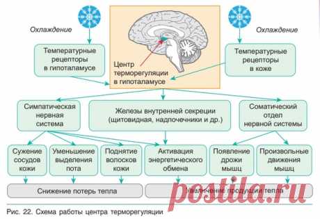Схема работы центра терморегуляции