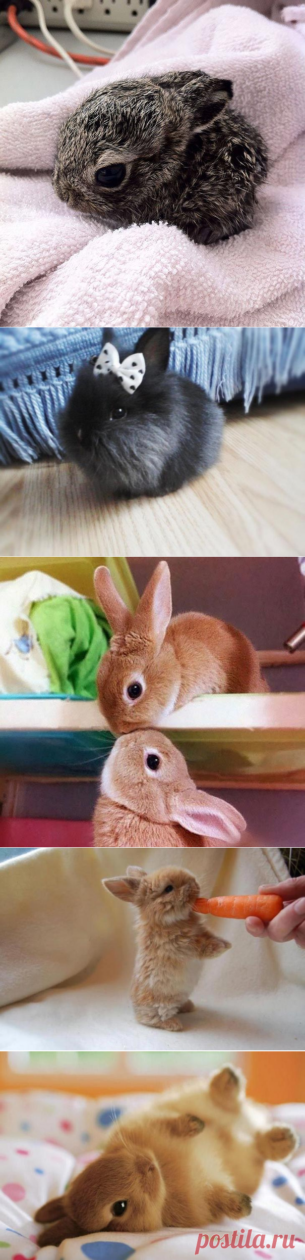 Кролики, которые сделают ваш день лучше