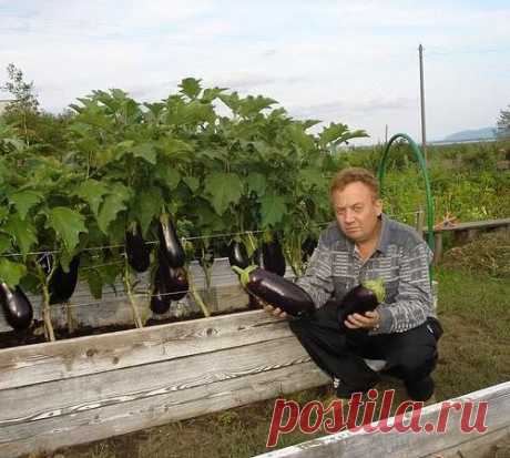 Многие наверно слышали про теплые грядки и удивительный огород Игоря Лядова.
