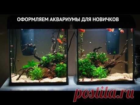 Запуск и обслуживание аквариумов для новичков с нуля