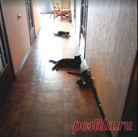 Лежбище котиков