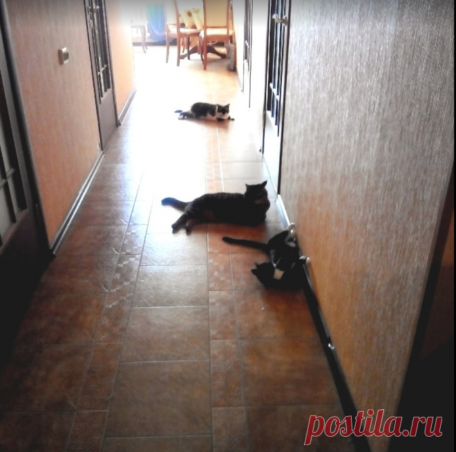 Лежбище котиков