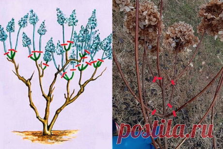 ВСЕ ПРО ОБРЕЗКУ ГОРТЕНЗИЙ. КАК НЕ ОСТАТЬСЯ БЕЗ ЦВЕТЕНИЯ в 2026 году? Статья автора «Семена Алтая. Дачные советы от Виктории Карелиной» в Дзене ✍: Разбираемся, как правильно проводить обрезку гортензий в зависимости от их вида.