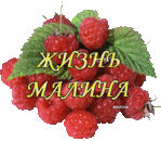УНИВЕРСАЛЬНЫЙ МАРИНАД ДЛЯ БОЛЬШИНСТВА ГРИБОВ
