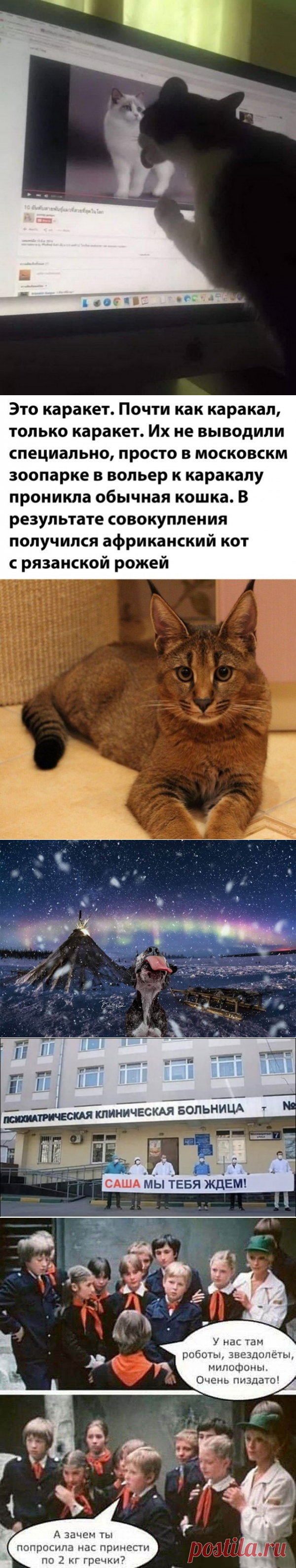 Подборка прикольных картинок и фотографий-258