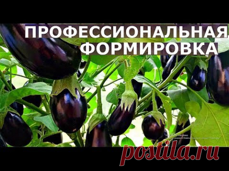 КАК ФОРМИРОВАТЬ БАКЛАЖАНЫ для большого УРОЖАЯ в разных регионах