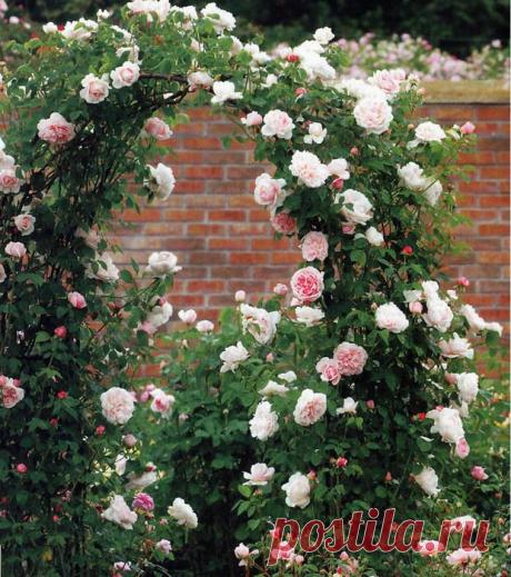 Пожалуйста подскажите какой грунт нужен для плетистой розы и чем её подкармливать?

Достали розы из холодильника, появились белые побеги нужно-ли их обрывать? спасибо.