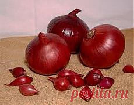 Лук - Полезные свойства лука