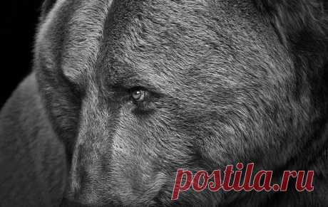 Фотограф Трой Мот, очарованный дикой природой