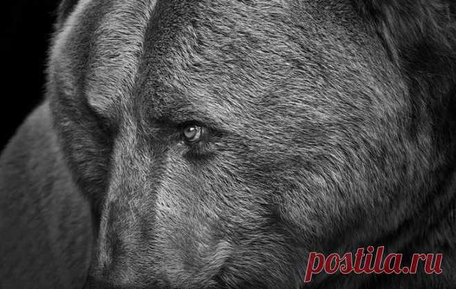 Фотограф Трой Мот, очарованный дикой природой