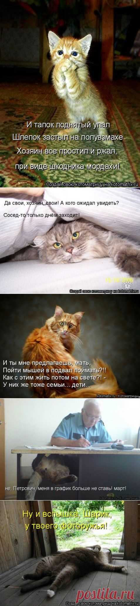 Взгляд со стороны (котоматрица)