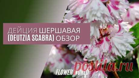 ДЕЙЦИЯ ШЕРШАВАЯ (DEUTZIA SCABRA) ОБЗОР. | FlowerWorld | Дзен