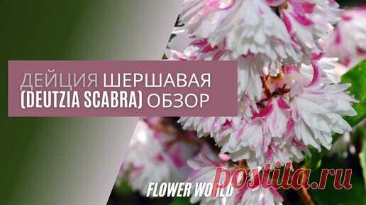 ДЕЙЦИЯ ШЕРШАВАЯ (DEUTZIA SCABRA) ОБЗОР. | FlowerWorld | Дзен