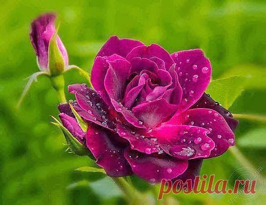 Одноклассники