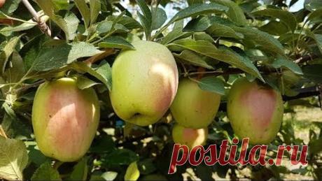 Яблоня Кандиль Синап