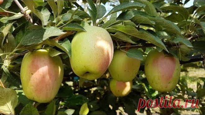 Яблоня Кандиль Синап