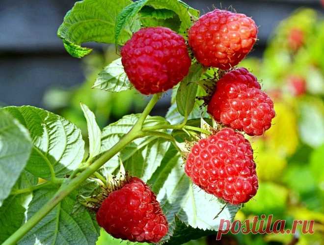 Малина стала крупнее и ароматней, а урожай вырос РАЗА В 2. Простая и доступная подкормка. Жаль, что о ней немногие помнят | 6 соток