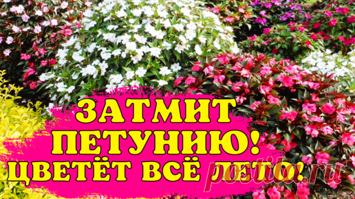 Лучше петунии. Растёт в тени, цветёт всё лето красивым шаром |  Юлия 🌸Цвет'ОК🌸 | Дзен