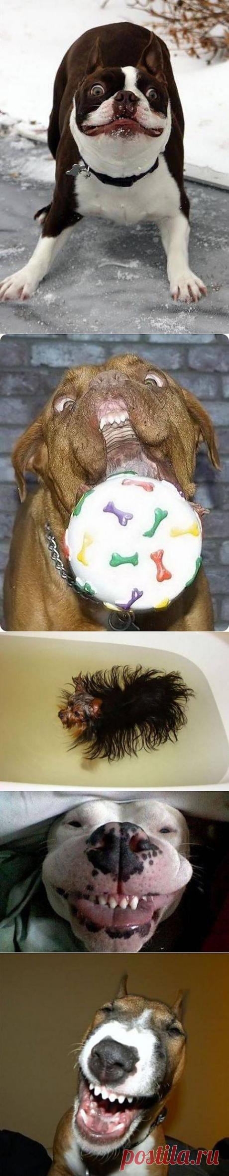 Смешные собаки