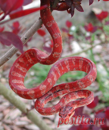Earth song — all-reptiles: Amazon tree boa