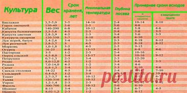 Какой срок годности у семян: от чего он зависит - Сад и огород