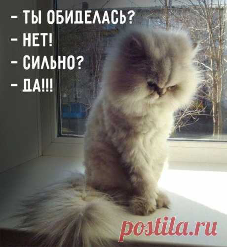 Самые смешные открытки с котиками. Хорошее настроение гарантировано!