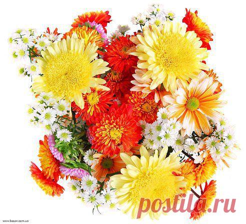 Красивые Цветы  Для Тебя