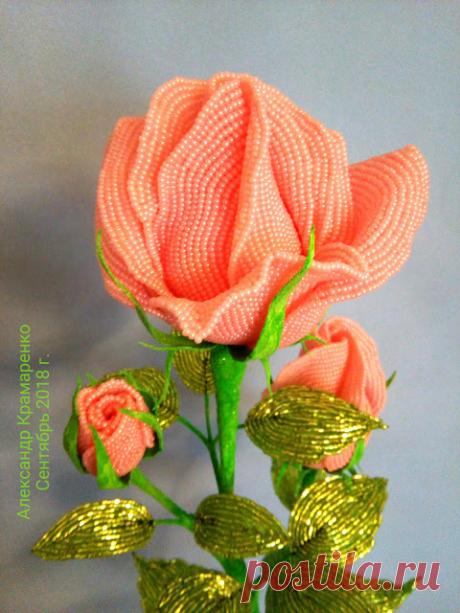 Розы Александра Крамаренко: 2018