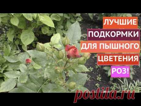 ПОДКОРМИТЕ ТАК СВОИ РОЗЫ И ПОЛУЧИТЕ ПОТРЯСАЮЩИЙ РЕЗУЛЬТАТ!