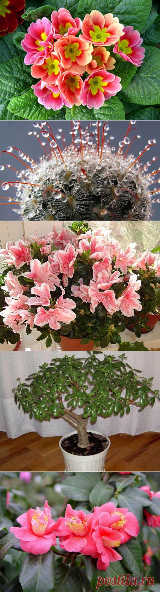 Зимний уход за комнатными растениями | РОЗЫ