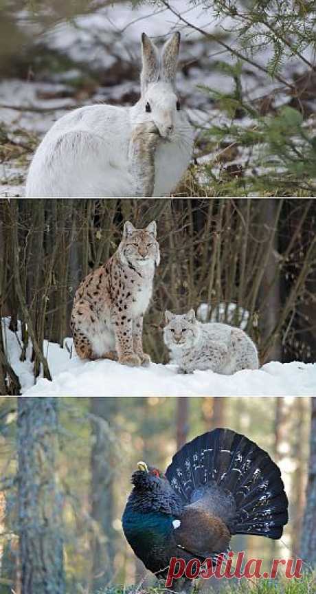 Категория : Животные — обои и картинки для рабочего стола на сайте www.GdeFon.ru — страница 18