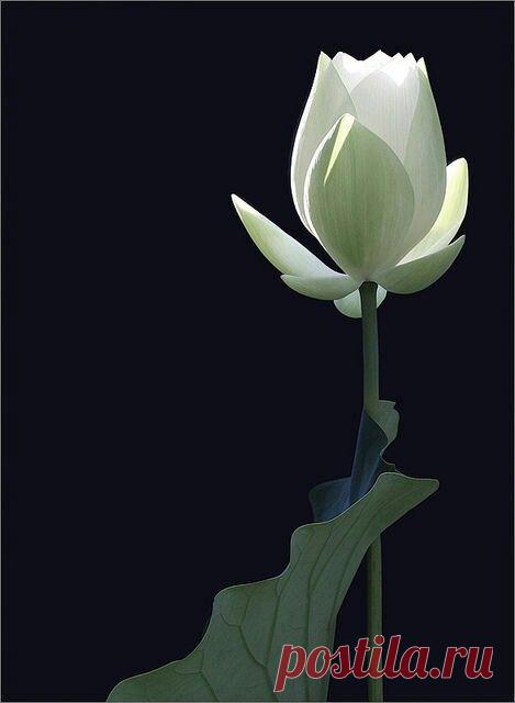 Budding white Lotus~