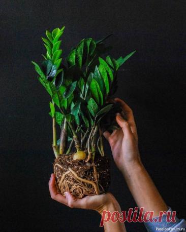 Три правила, чтобы замиокулькас активно разрастался ✔️ Редкий полив &mdash; главное правило.Замиокулькас запасает воду в толстых клубнях и стеблях, поэтому пересушить его сложно.• зимой &mdash; раз в 18–20 дней• летом &mdash; раз в 7–10 днейА вот избыток влаги опасен: веточки начинают желтеть, клубень загнивает &mdash; и растение может...