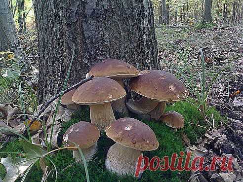 Одноклассники