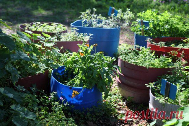 Как правильно ввести лекарственные травы в сад?