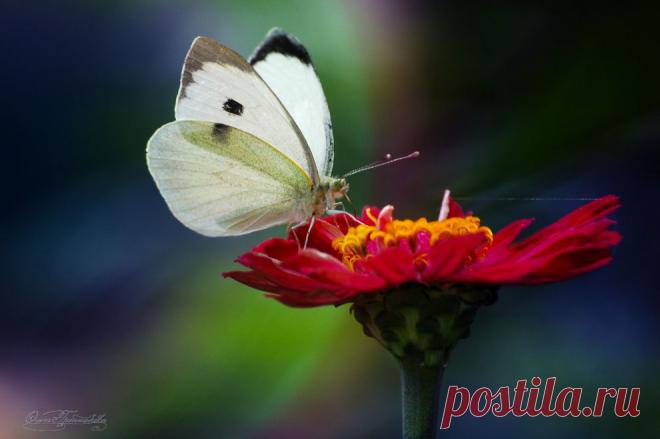 Лето | National Geographic Россия