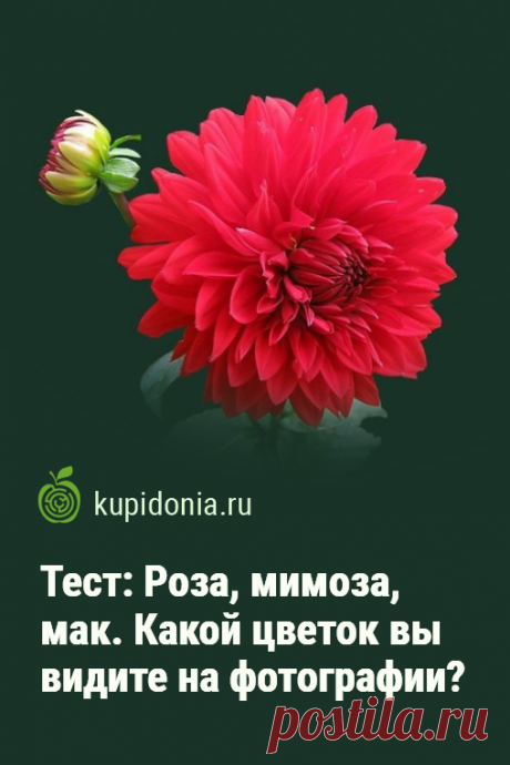 Тест: Роза, мимоза, мак. Какой цветок вы видите на фотографии?. Новый тест о цветущих растениях с яркими фотографиями и подсказками. Проверьте свои знания и визуальную память!