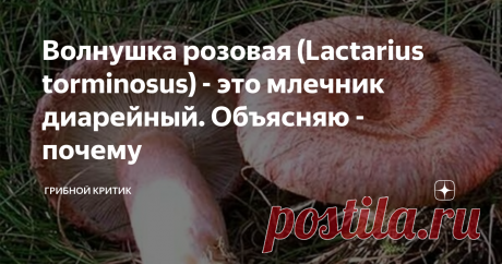 Волнушка розовая (Lactаrius torminosus) - это млечник диарейный. Объясняю - почему ... Даже не знаю с чего начать.  С того, что её научное название  (Lactаrius torminosus) дословно переводится с латыни, как "млечник диарейный" или с того, что правда у каждого своя, а истина лежит посередине?
А может с того, что розовая волнушка один из самых красивых и запоминающихся грибов, которые встречаются в наших (и не только) лесах? Или, что часто её называют волжанкой, хотя растёт она и