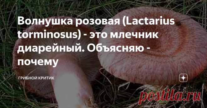 Волнушка розовая (Lactаrius torminosus) - это млечник диарейный. Объясняю - почему ... Даже не знаю с чего начать.  С того, что её научное название  (Lactаrius torminosus) дословно переводится с латыни, как 