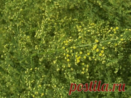 sarandrea artemisia annua купить: 3 тыс изображений найдено в Яндекс.Картинках