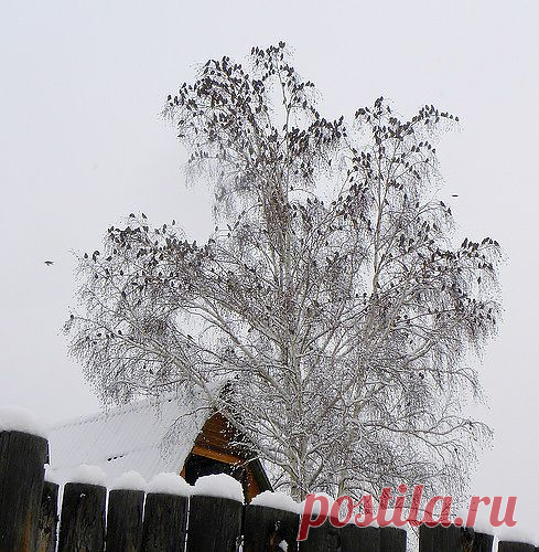 salix0265 — «Свиристели.» на Яндекс.Фотках