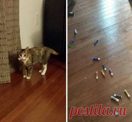 18 котов-воришек, вместе со своими сокровищами / Питомцы